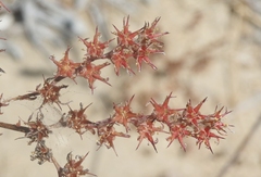 Dudleya viscida