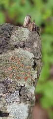 Lecanoromycetidae