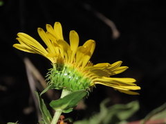 Grindelia hirsutula