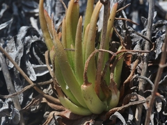 Dudleya viscida