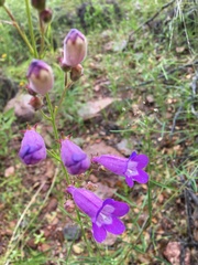 Penstemon stenophyllus