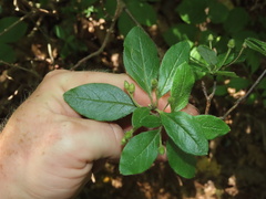 Rhododendron pilosum