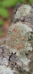 Lecanoromycetidae