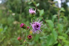 Liatris scariosa