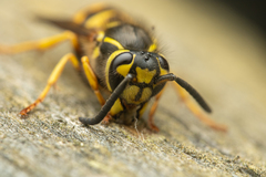 Vespula pensylvanica