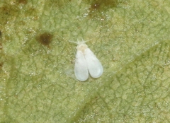 Aleyrodidae