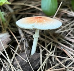 Leucoagaricus rubrotinctus