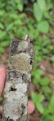 Lecanoromycetidae
