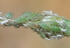 Acyrthosiphon lactucae