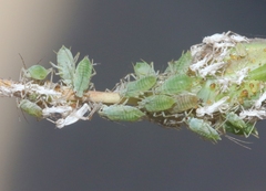 Acyrthosiphon lactucae