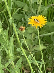 Acmaeodera scalaris
