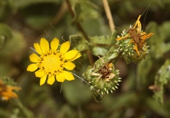 Grindelia hallii