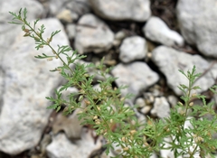 Leucospora multifida