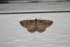 Neoalcis californiaria