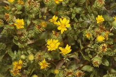 Grindelia hallii