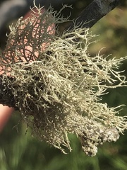 Usnea hirta