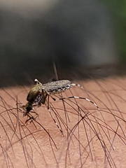 Aedes sollicitans