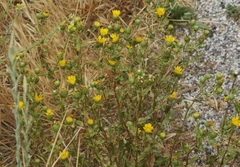 Grindelia hallii