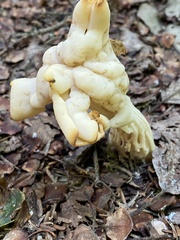 Helvella