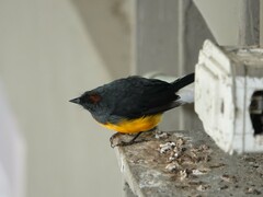 Myioborus miniatus