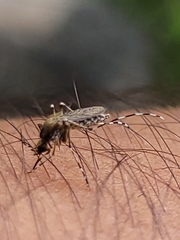 Aedes sollicitans