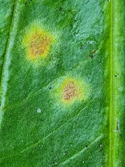 Doassansia sagittariae