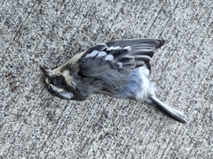 Setophaga nigrescens