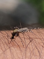 Aedes sollicitans