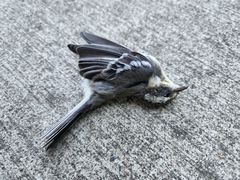 Setophaga nigrescens