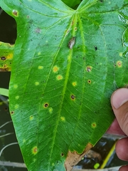 Doassansia sagittariae