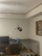 Euparius marmoreus