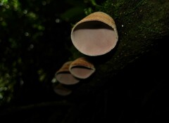 Auricularia nigricans
