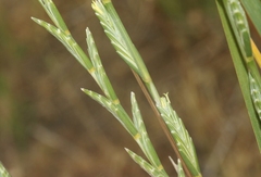 Thinopyrum obtusiflorum