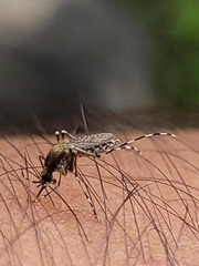Aedes sollicitans