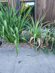 Setophaga nigrescens