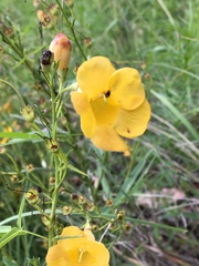 Brachystigma wrightii