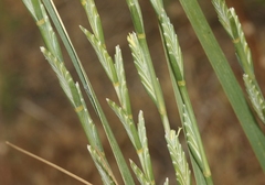 Thinopyrum obtusiflorum