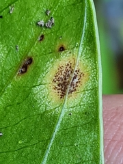 Doassansia sagittariae