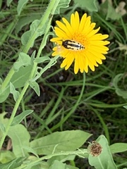 Acmaeodera scalaris