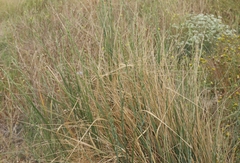 Thinopyrum obtusiflorum