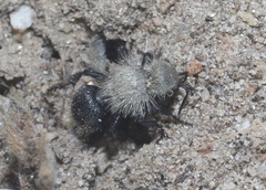 Dasymutilla coccineohirta