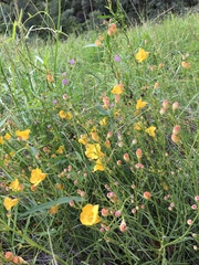 Brachystigma wrightii