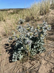 Eryngium maritimum