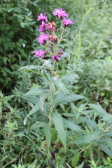 Vernonia