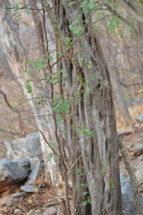 Haematoxylum brasiletto
