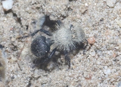 Dasymutilla coccineohirta