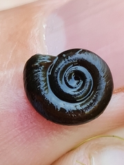Planorbis planorbis