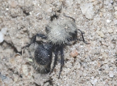 Dasymutilla coccineohirta