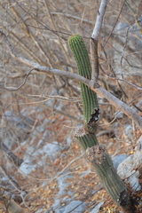 Cephalocereus nudus