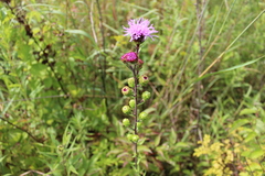 Liatris scariosa